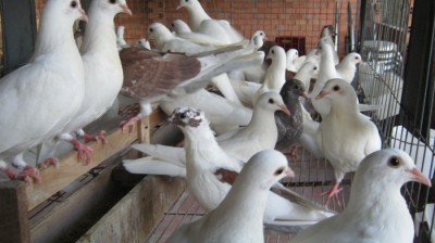 Kỹ năng nuôi chim bồ câu cho năng suất cao - Tạo hiệu quả siêu lợi nhuận