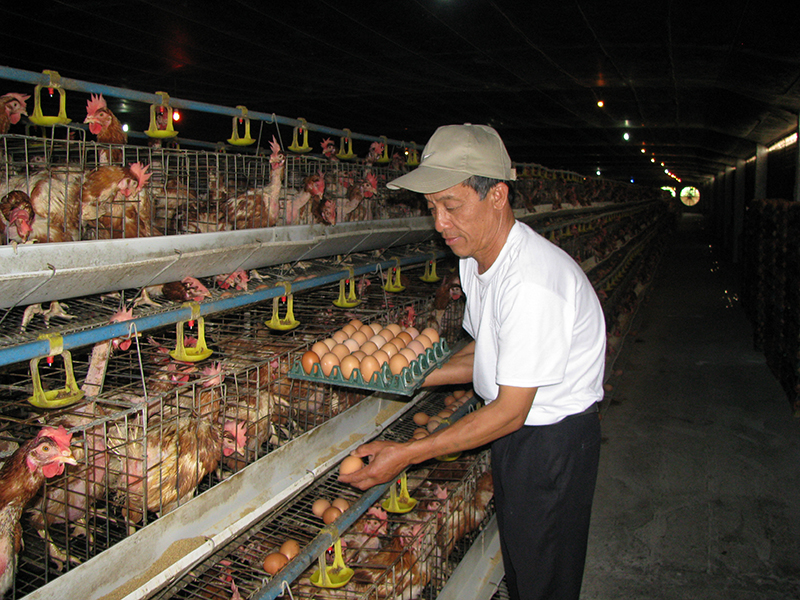 CÁCH TIẾT KIỆM CHI PHÍ TRONG CHĂN NUÔI GÀ
