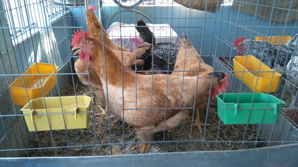 Cách làm chuồng gà bằng lưới bằng sắt khoa học cho trại nuôi gà