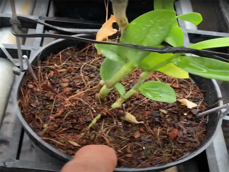 lan trồng bằng mùn dừa