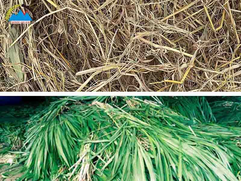 máy băm cỏ voi đa năng