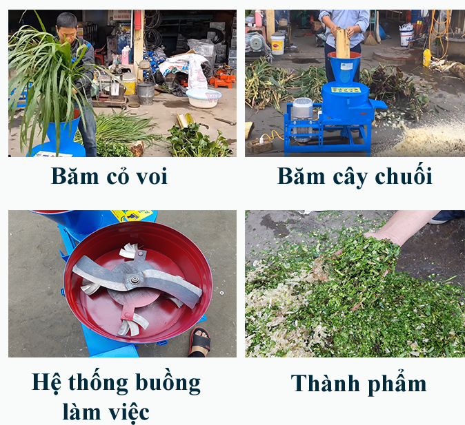 may thai chuoi binh quan