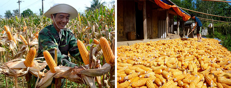 máy tách hạt ngô