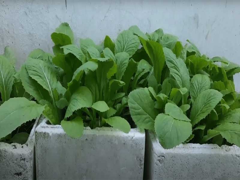 trồng rau bằng xơ dừa