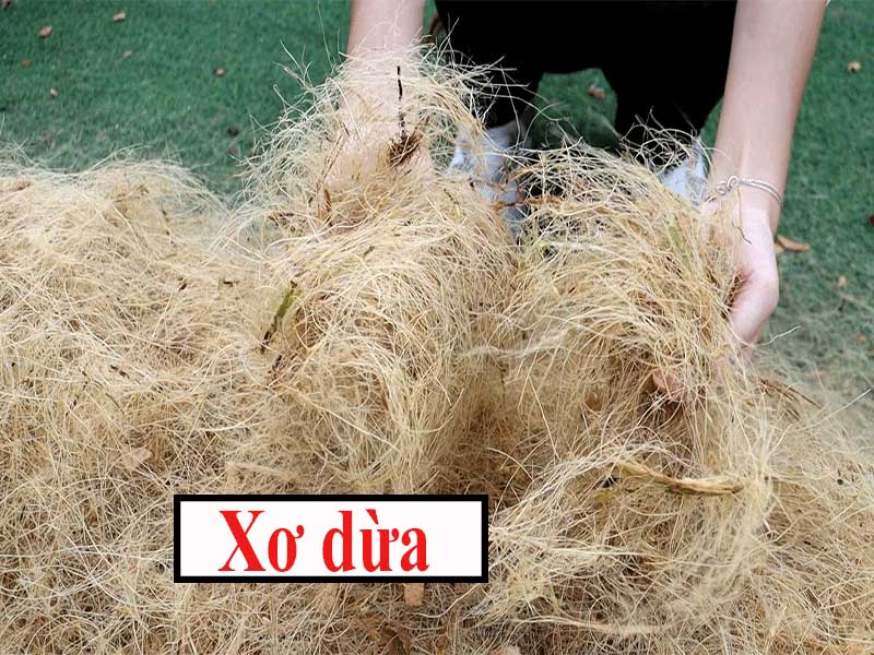 xơ dừa