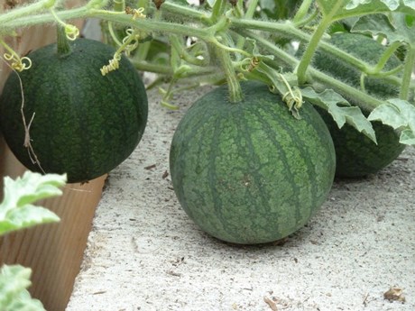 Bài viết Kỹ thuật trồng dưa hấu cho quả to, vị ngọt lịm tại nhà