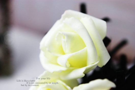 ban hoa hong gia dep