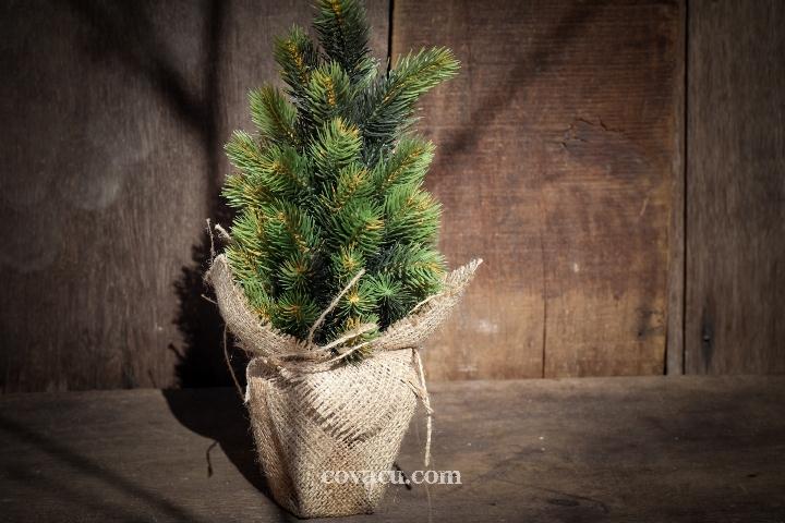Cây thông để bàn thôi cũng giúp tạo không khí Noel đang đến rất gần