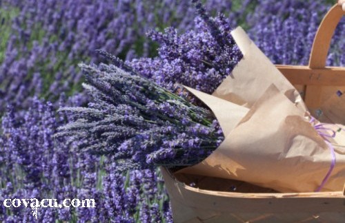 bo hoa oai huong kho