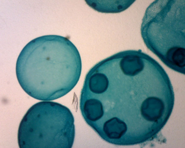 Ứng dụng kính hiển vi điện tử Dino-lite trong khoa học giáo dục