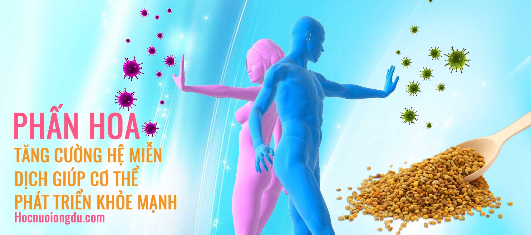 Ăn phấn hoa ong công dụng tăng cường hệ miễn dịch