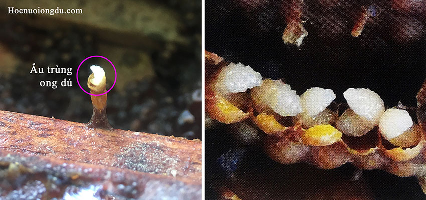 ấu trùng ong dú và giai đoạn tiền nhộng
