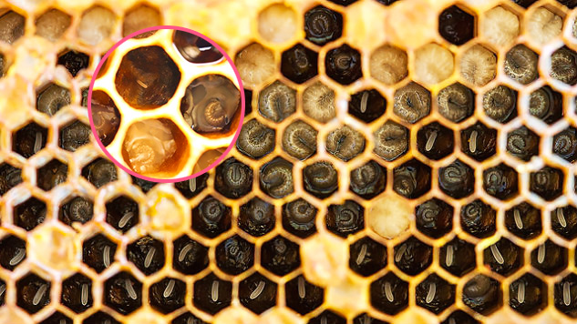 ấu trùng ong nằm trên lớp sữa ong chúa, cách di trùng ong