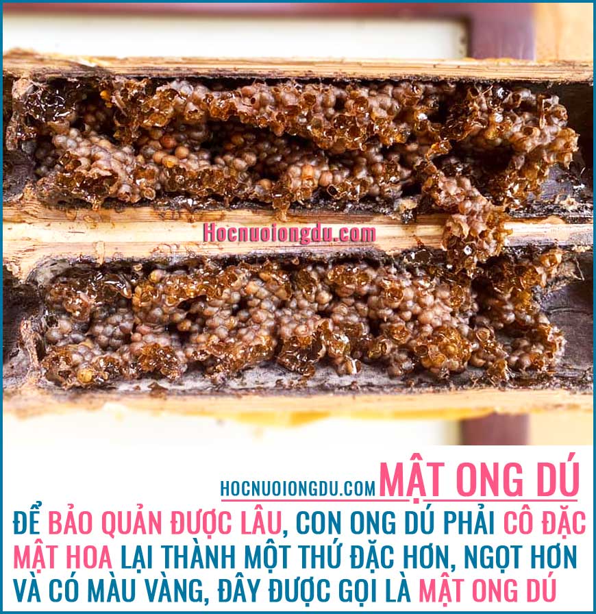 Bán mật ong dú, mật ong dú có tác dụng gì