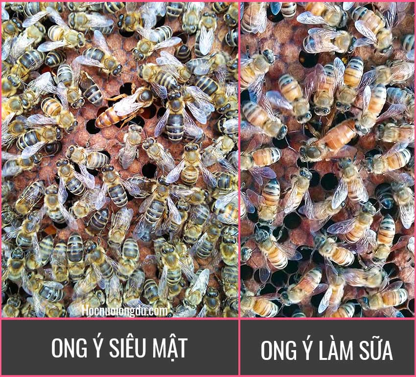 Bán ong chúa giống ong siêu mật