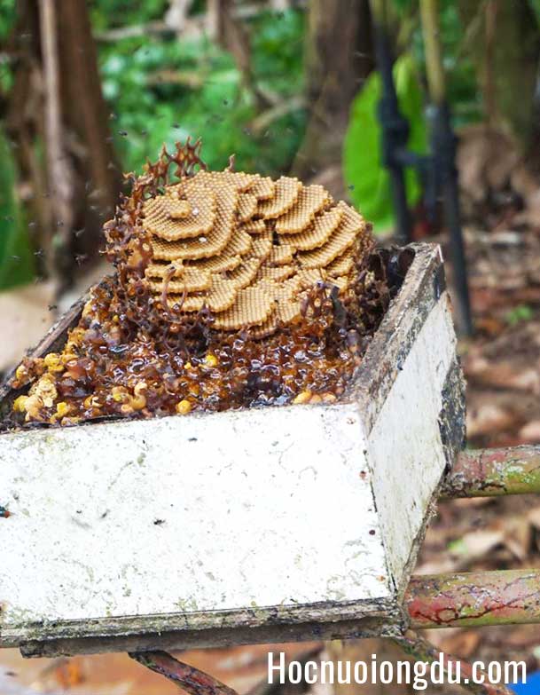 Bán ong dú bánh tầng giống ong dú hòa bình