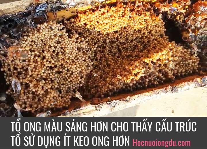 Bán ong dú trứng chùm giống Furva khánh hòa