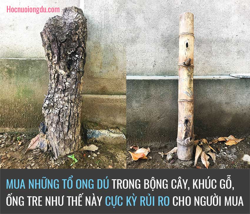 Bán ong dú, tổ ong dú trong bộng cây và ống tre