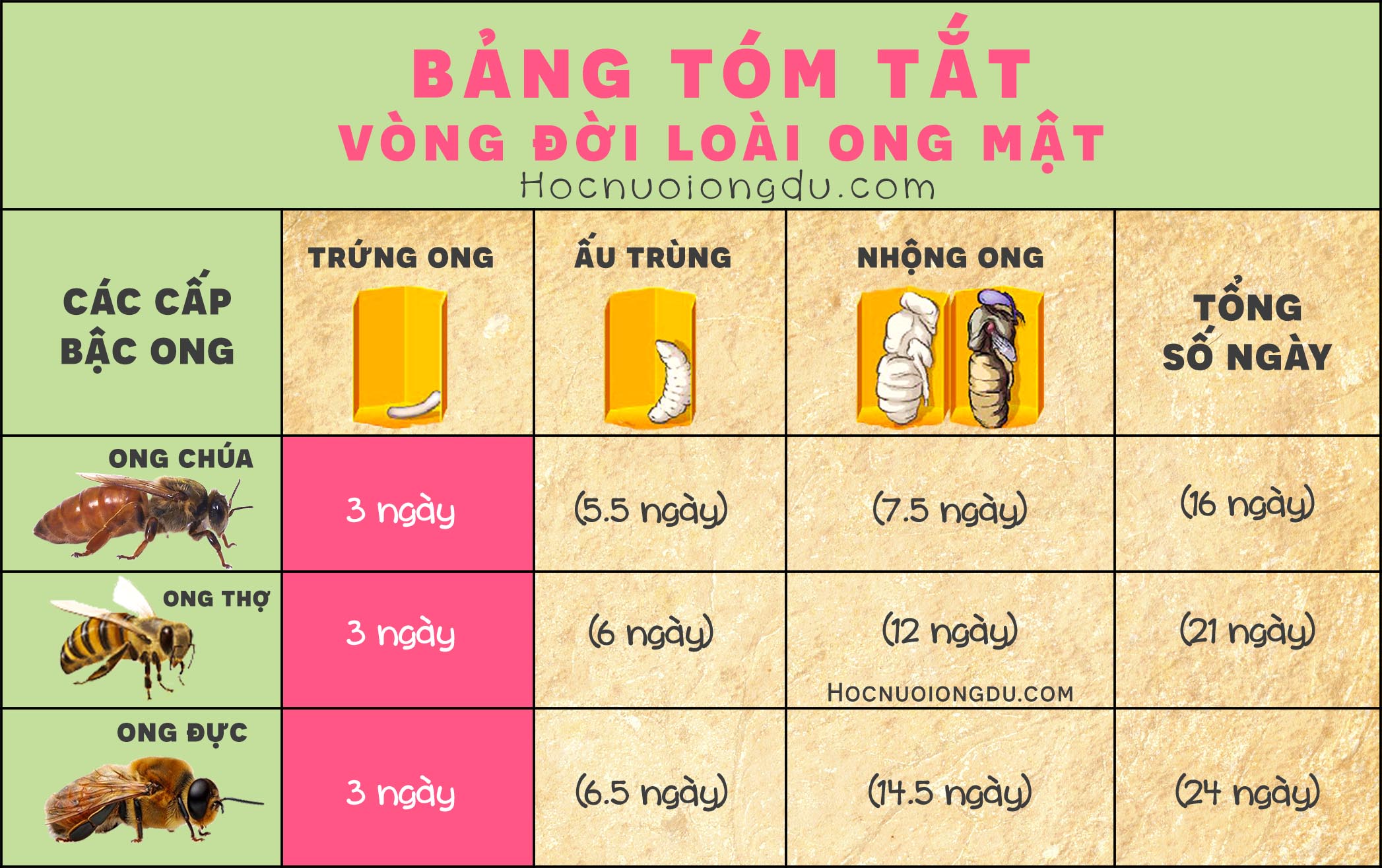 bảng tóm tắt vòng đời của ong mật