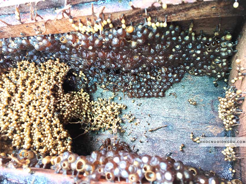 Giá mật ong dú nguyên chất trong tổ ong dú giống siêu mật