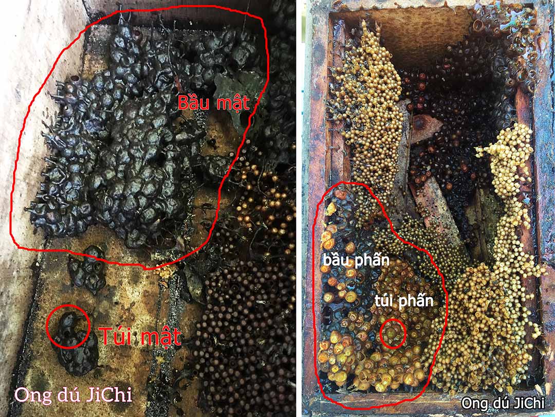 Hình ảnh mật ong dú, phấn hoa trong một ổ ong
