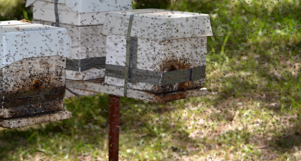 bầy ong dú chiếm tổ của ong khác trong một lần tách đàn