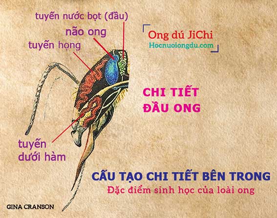 Các cơ quan bên trong phần đầu con ong