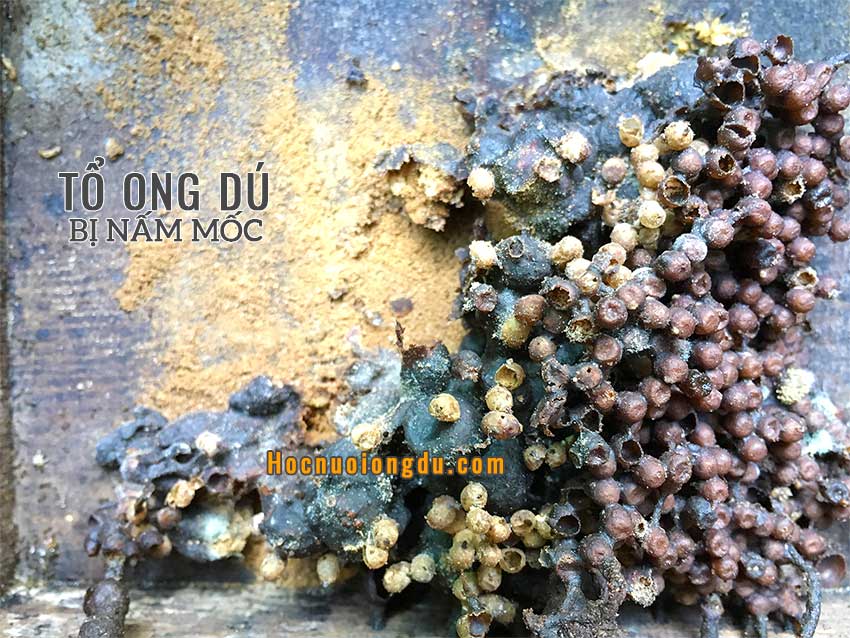 bệnh của ong dú, ong chúa không đẻ, cách nuôi ong