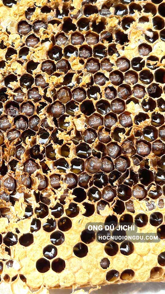 bệnh ở ong và cách chăm sóc ong mật