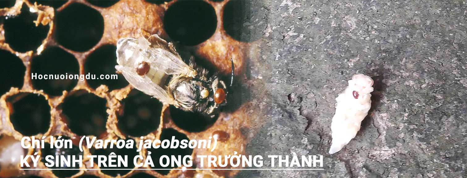 bệnh chí ong, chí lớn - varroa jacobsoni