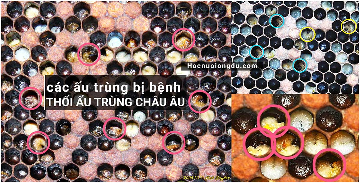 bệnh thối ấu trùng châu âu, European foulbrood honey bee