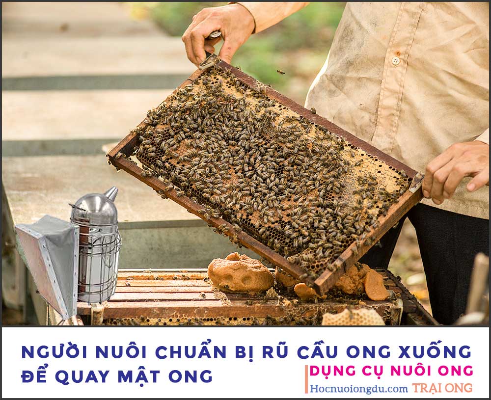 Bình xit khói ong cách rũ cầu ong mật nội