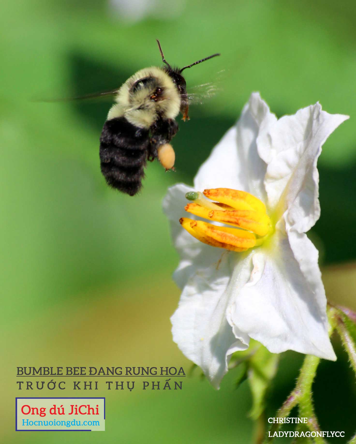 Đặc điểm của loài ong bumble bee đang rung hoa để thụ phấn cho cây