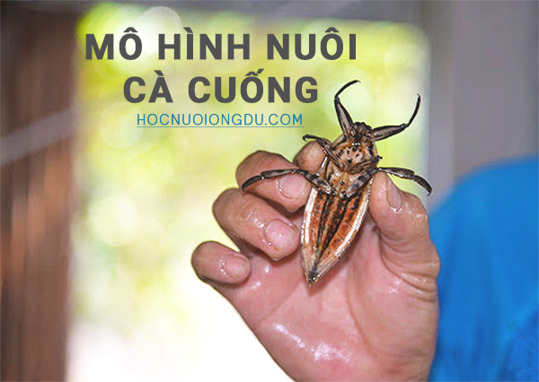 cà cuống, những vật nuôi có giá trị kinh tế cao