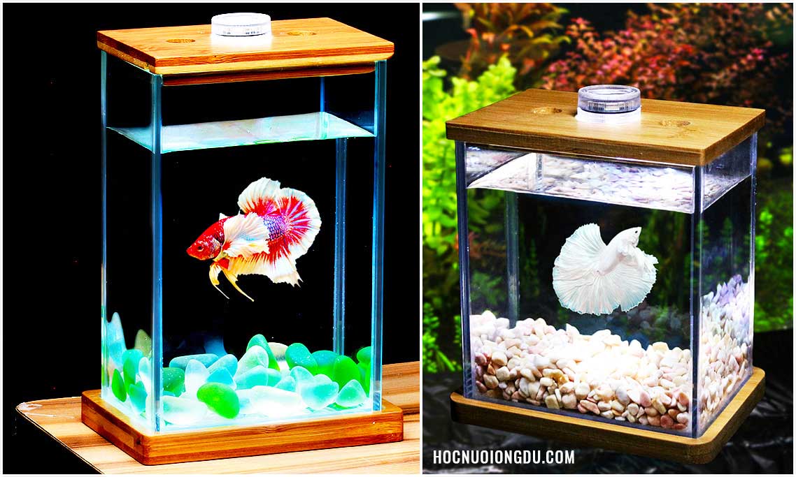 cá lia thia và hồ nuôi có xiêm giá rẻ