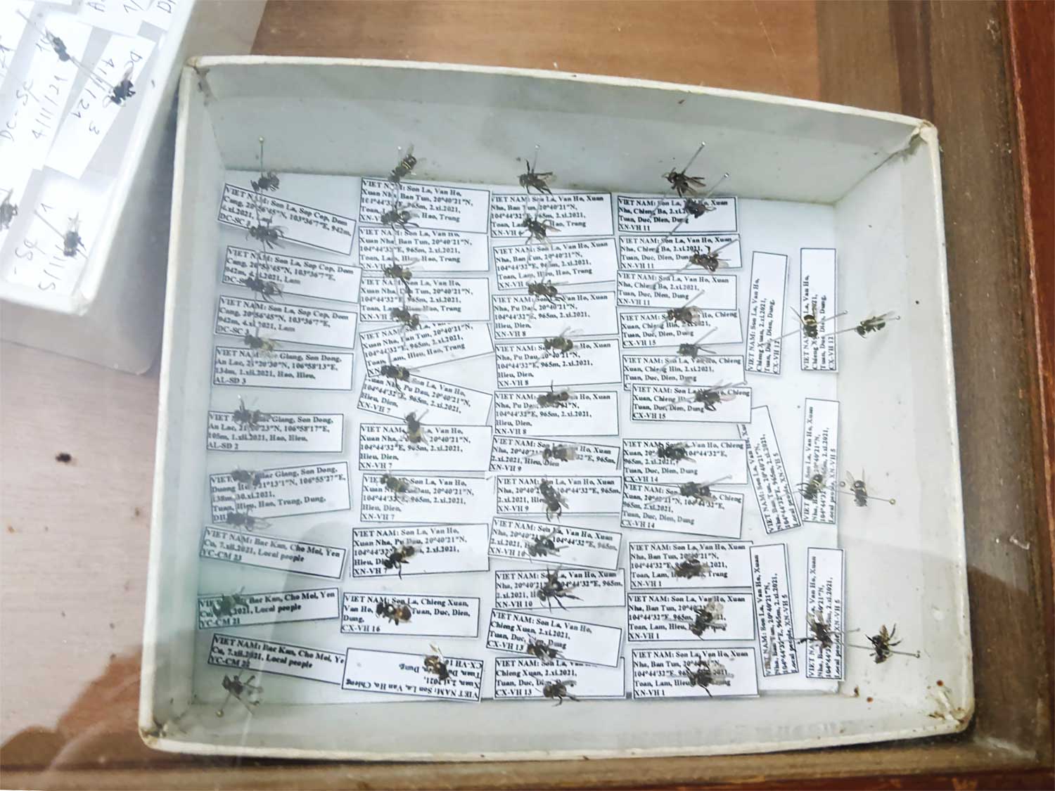 Các loài ong dú ở Việt Nam (1)