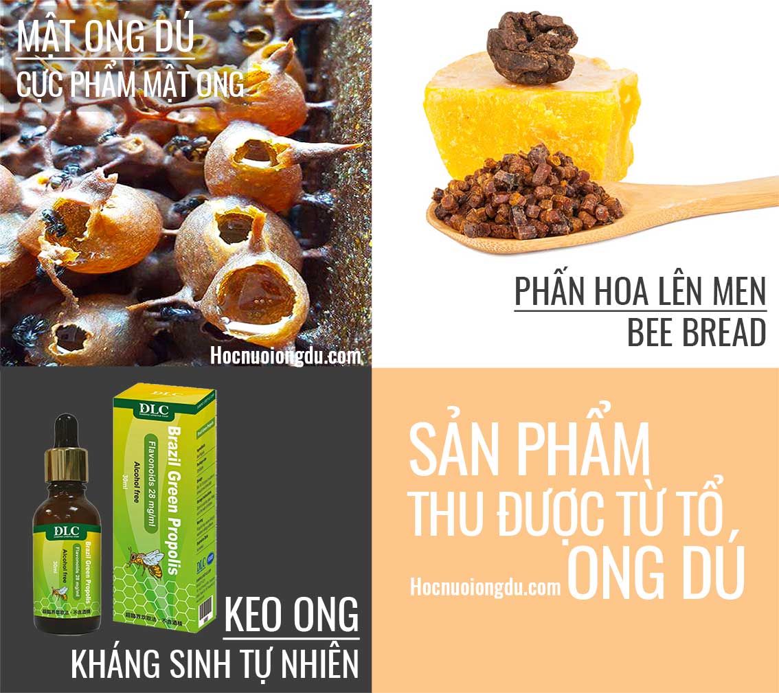 Các sản phẩm từ ong dú gồm mật ong dú, bee bread