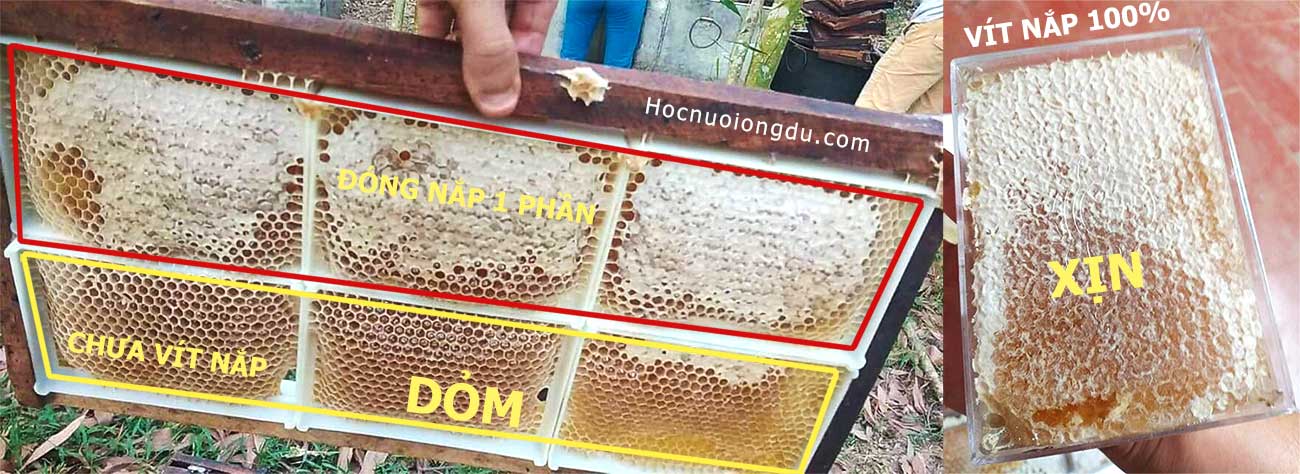 cách bảo quản mật ong nguyên sáp