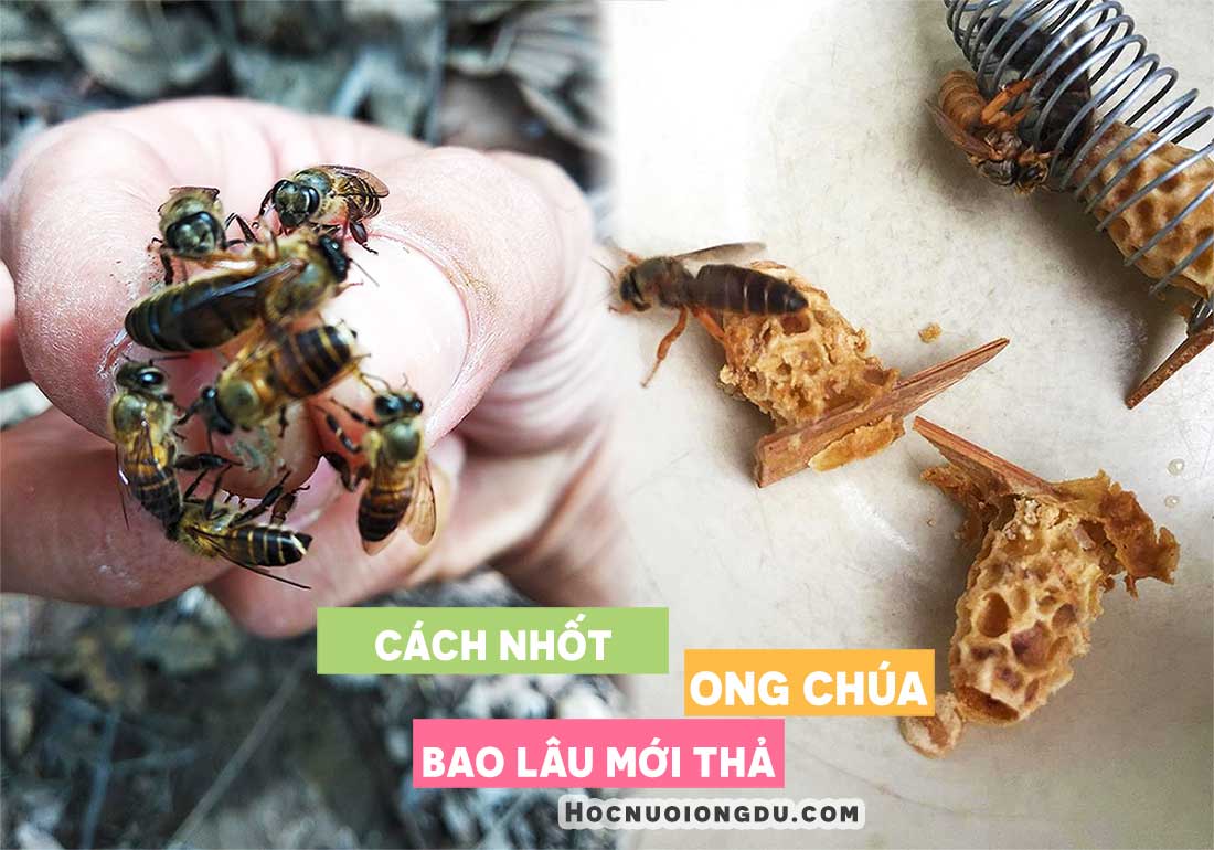 cách bắt ong chúa, cách nhốt ong chúa