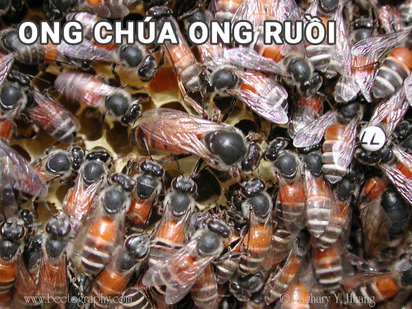 cách bắt ong ruồi chúa, ong chúa của ong ruồi