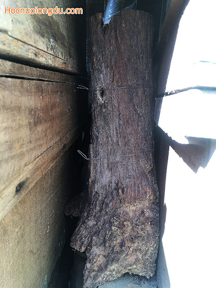 đõ ong đặt ở nơi phù hợp với hành vi sống của ong để bắt chúng