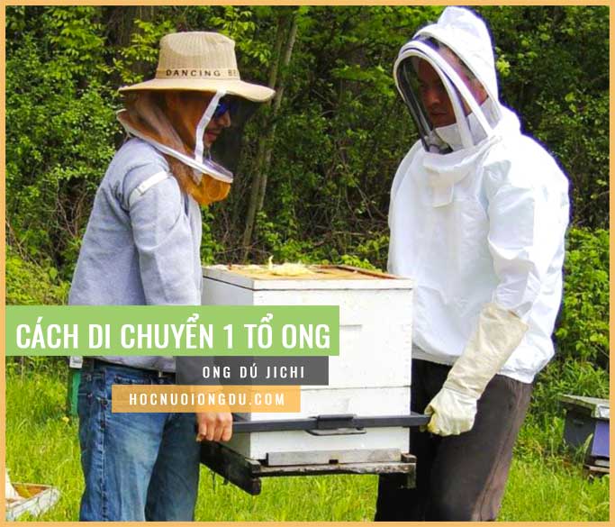 Cách di chuyển đàn ong mật, kỹ thuật nuôi ong