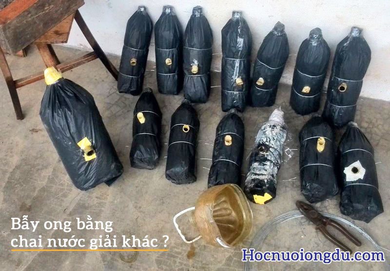 cách dẫn dụ ong mật về làm tổ bằng các chai nước giải khát