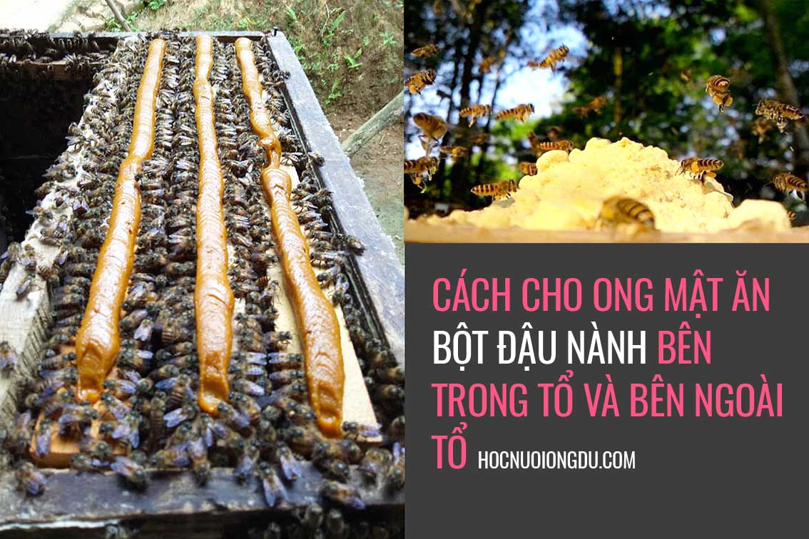 Cách làm bột cho ong mật ăn, bột nuôi ong