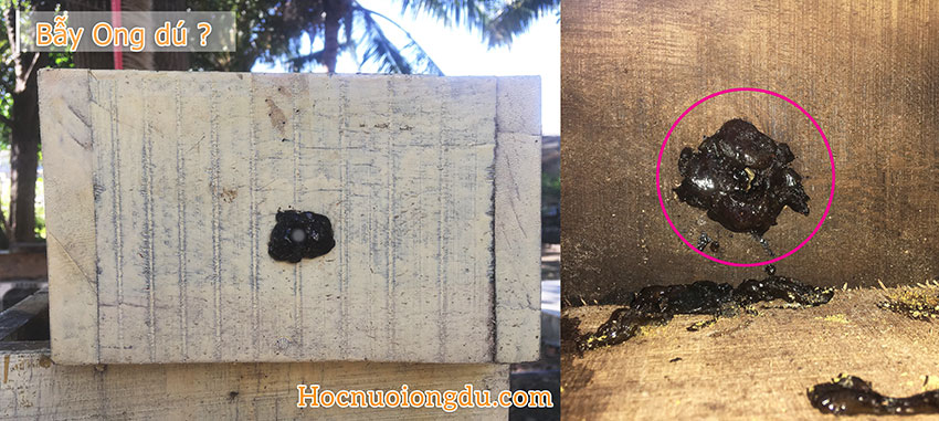 cách làm đõ để bắt ong hiệu quả bằng sáp và keo ong
