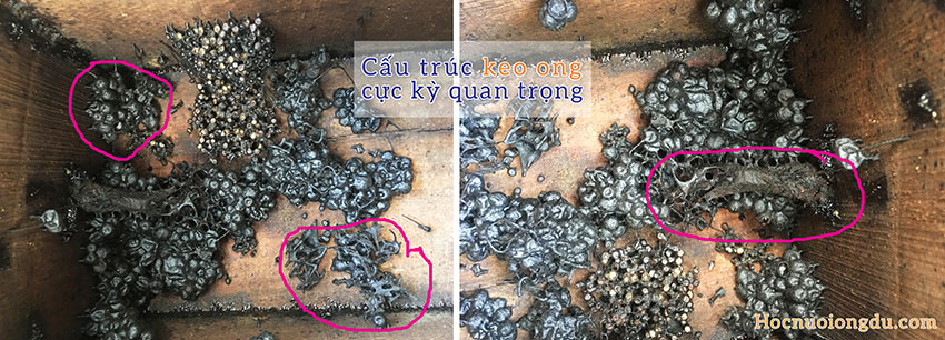 bắt ong dú bằng cách dùng lại thùng nuôi đã bị chết