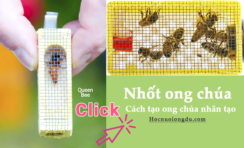 cách nhốt ong chúa để chữa bệnh thối ấu trùng ở các loại ong