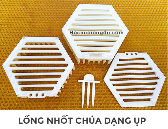 cách nhốt ong chúa và đánh dấu với lồng nhốt chúa dạng ụp