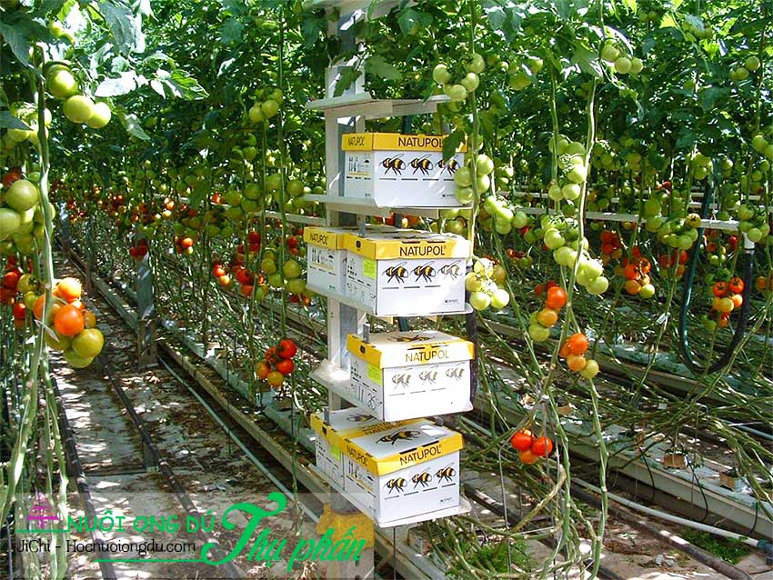 Cách nuôi ong dú trong nhà kính để thụ phấn cây trồng