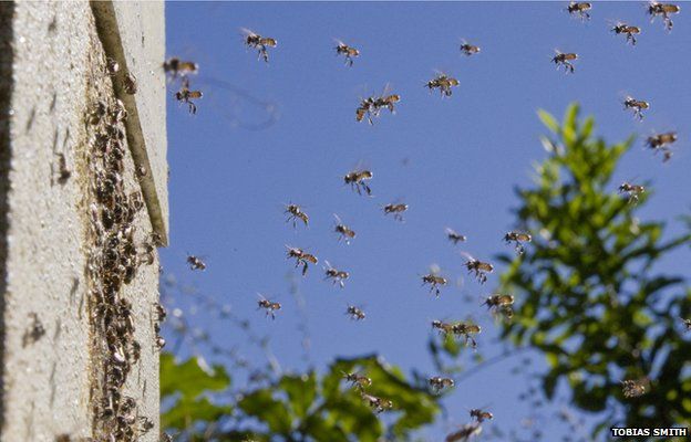 cách con ong chia đàn bay thành bầy trước tổ của một ong khác